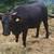 Two yearling heifers 9 thumbnail