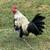 Chickens for sale 2 thumbnail
