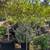Patio Tree 3 thumbnail
