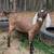 ADGA Nubian Goat Doe doeling 6 thumbnail