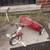 Vintage metal tricycle 1 thumbnail
