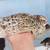 Jumbo pearl couturnix Quail 3 months/gordonises de Jumbo pearl couturnix 3 meses 4 thumbnail