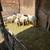 Sheeps 1 thumbnail