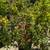 Pomegranate Tree 6 thumbnail