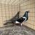 Pigeons 2 thumbnail