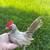 Micro Kikiriki rooster 1 thumbnail