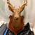 taxidermy deer shoulder mount, large buck with antlers 3 thumbnail