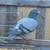 PIGEONS 8 thumbnail