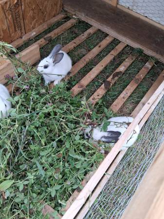 Bunnies/ young rabbits 1
