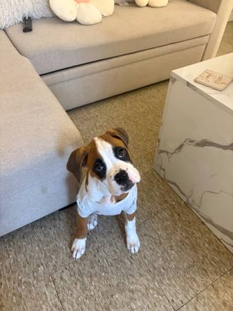 rehoming 4 month old boxer (Bronx)63887462678017122