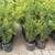 Podocarpus plants .. make beautiful hedges 2 thumbnail