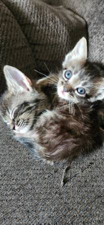 Kittens (Cb)63670824116867120