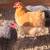 Laying hens for sale 3 thumbnail