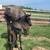 Rocky Mountain Gaited Filly-registration pending 1 thumbnail