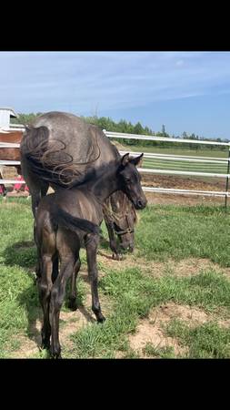 Rocky Mountain Gaited Filly-registration pending 1