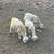Katahdin lambs 5 thumbnail