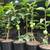 persimmon trees( hardy  for  zones 7 and higher) 3 thumbnail