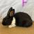 Rabbits 9 thumbnail