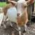BABY GOATS 1 thumbnail