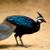 EXOTIC PHEASANTS 1 thumbnail