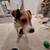 Rehoming Jack Russell Parson 14 thumbnail