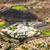 $699K 3Br 2Br Condo w/ Westview High School & Mesa Verde Middle School 15 thumbnail