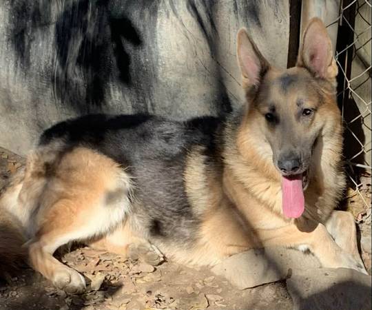 German Shepherd Dogs 1