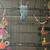 Indian Ringneck 1 thumbnail