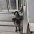 Doggie 3 thumbnail