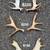Moose shed antler deer skull bull rack european mount taxidermy 15 thumbnail