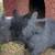 Lionhead Bunnies 4 thumbnail