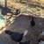 Turkeys 2 thumbnail