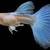 mixed pack of fancy guppies 3 thumbnail