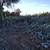 🌳Tree Service Cactus Service Brush clearing, 520 304 3677 2 thumbnail