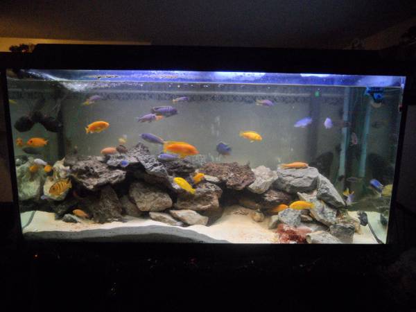 unwanted african cichlids 1