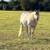 2025 Solid Paint Smokey Cream Filly 6 thumbnail