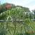 Yellow Oleander, Mango Trees, Cranberry Hibiscus, Papaya Trees 21 thumbnail
