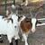 Female goats 4 thumbnail