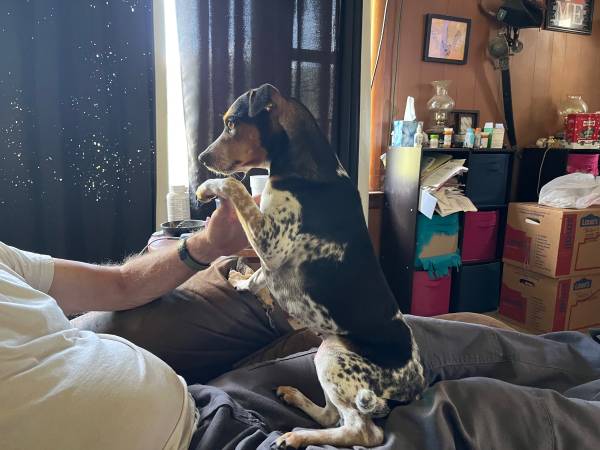 Dogs in need of rehoming (Mountain City)63697180773123121