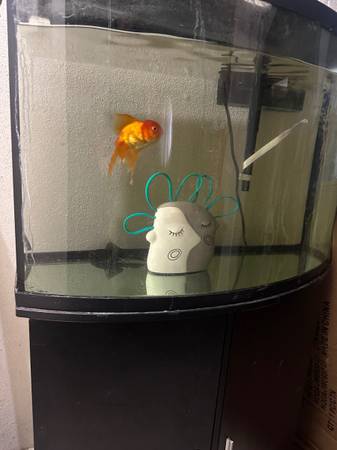 75 gallon 1