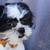 Shih tzu 11 thumbnail
