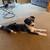 Rehoming Aussiedoodle 2 thumbnail