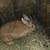 Rabbit. 2 does. 3 thumbnail