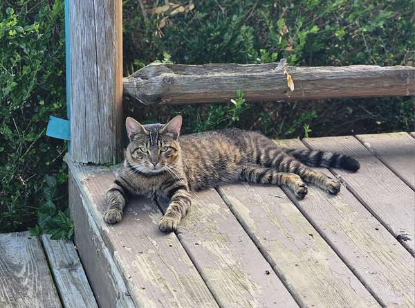 Gato macho de granja63658636956161120