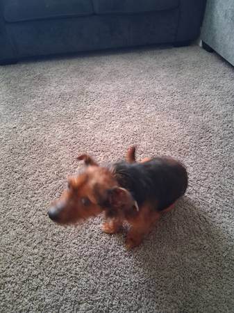 Pup..Yorkie mix (Norfolk)63882831577985122