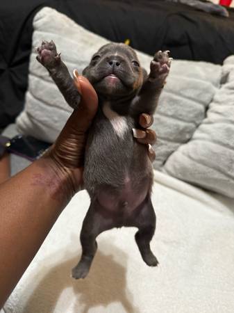 Frenchie Pups (Lawrenceville)63922481473282124