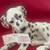 Dalmation by Conversation Concepts DFL02 "Dog Figurine Large". 7 thumbnail
