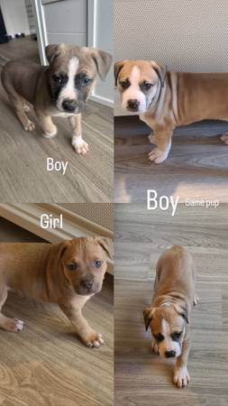 Puppies is looking for rehoming! Dm me if interested ! Need them gone ASAP! 1