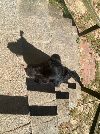 Rehoming Labradoodles (only 2 puppies) (Ozark)63736087913475123