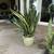 Potted Plant Sale 3 thumbnail